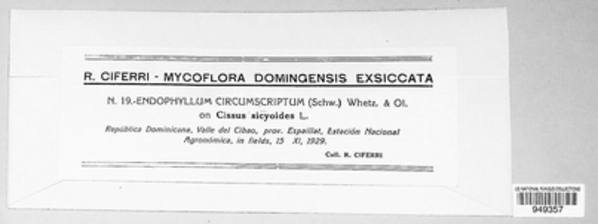 Endophyllum circumscriptum image